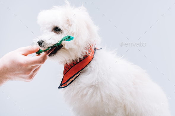 Cropped view of man giving toothbrush to havanese dog in neckerchief isolated on grey
