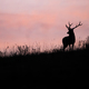 Silhouette of red deer looking to the horizont with pink sky - PhotoDune Item for Sale