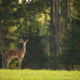 Red deer standing on grass in front of forest in summer - PhotoDune Item for Sale