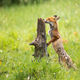 Red fox sniffing stump on meadow in summertime nature - PhotoDune Item for Sale
