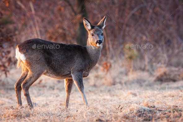 Roe deer female observing on frost glade in spring - Stock Photo - Images