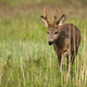 Roe deer with new antlers approaching on long grass - PhotoDune Item for Sale