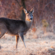 Roe deer female observing on frost glade in spring - PhotoDune Item for Sale