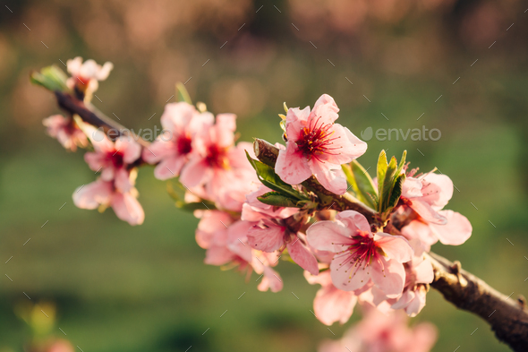 Spring blooming peach with closeup pink flowers at sunset - Stock Photo - Images