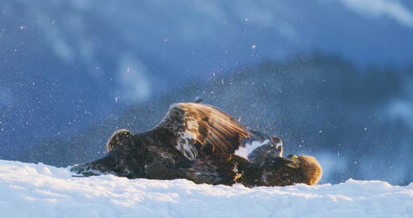 Brutal Fight Between Two Large Eagles in the Mountains at Winter
