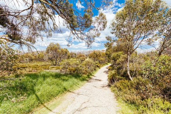 Wallace Hut Trail near Falls Creek in Australia - Stock Photo - Images