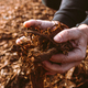 Hands of male gardener holding wood chips mulch closeup - PhotoDune Item for Sale
