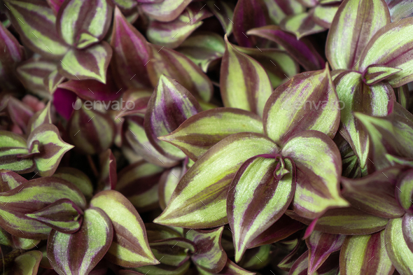 Tradescantia motley multicolor. Home flower with purple leaves. Grade Leonora blossfeldiana zebrina - Stock Photo - Images
