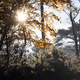 sunshine in autumn forest - PhotoDune Item for Sale