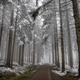 walk in foggy winter forest - PhotoDune Item for Sale