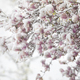 magnolia blossoming tree in snowstorm - PhotoDune Item for Sale