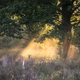 morning sunrays through oak tree and heather - PhotoDune Item for Sale