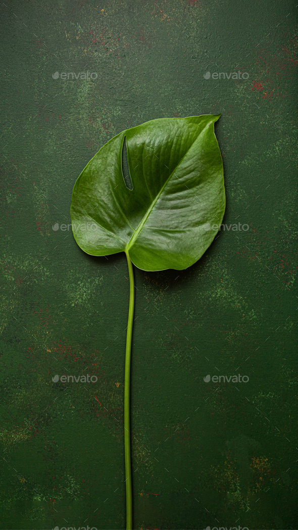 monstera leaf tropical plant on dark background - Stock Photo - Images