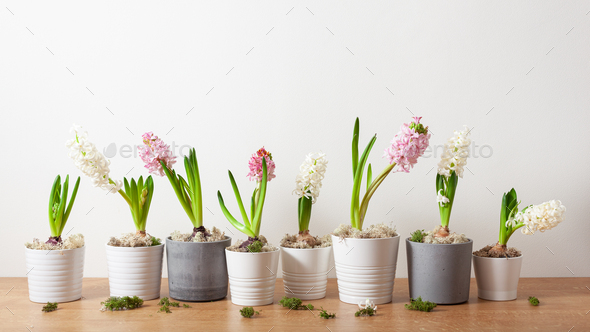 white pink hyacinth traditional winter christmas or spring flower - Stock Photo - Images
