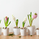 white pink hyacinth traditional winter christmas or spring flower - PhotoDune Item for Sale