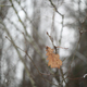 Oak Leaf. Lonely yellow oak leaf on a branch. One oak leaf on a branch in autumn or winter - PhotoDune Item for Sale