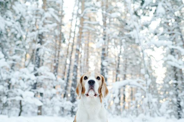 Cute dog walking outdoors in winter - Stock Photo - Images