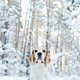 Cute dog walking outdoors in winter - PhotoDune Item for Sale