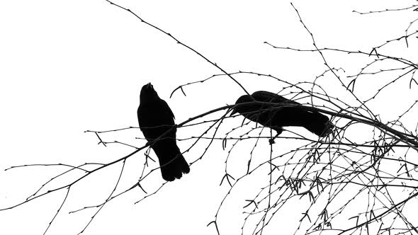 Two Black Birds On Tree alt