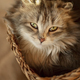 long - haired cat - PhotoDune Item for Sale