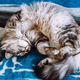 gray fluffy cat sleeps in funny pose in ball. View from above - PhotoDune Item for Sale