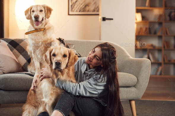 Modern interior. Woman is with two golden retriever dogs at home - Stock Photo - Images