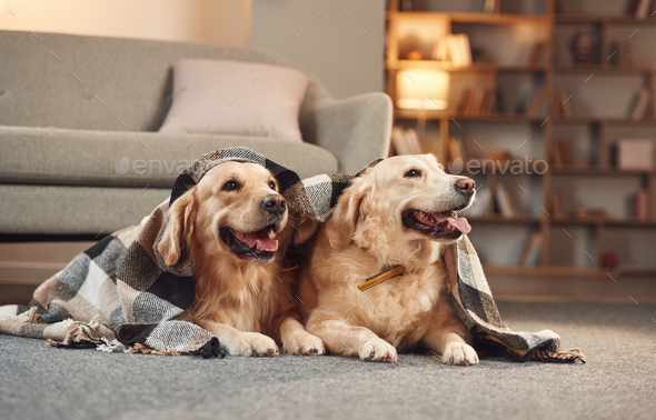 Portrait of two golden retrievers that are together at domestic room indoors - Stock Photo - Images