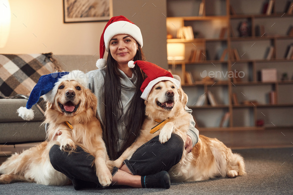 In Santa hats. Woman is with two golden retriever dogs at home - Stock Photo - Images