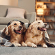 Portrait of two golden retrievers that are together at domestic room indoors - PhotoDune Item for Sale