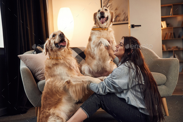 Having fun. Woman is sitting on the floor and playing with two golden retriever dogs at home - Stock Photo - Images