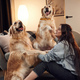 Having fun. Woman is sitting on the floor and playing with two golden retriever dogs at home - PhotoDune Item for Sale