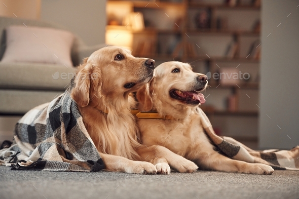 Two golden retrievers is together at domestic room indoors - Stock Photo - Images