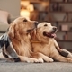 Two golden retrievers is together at domestic room indoors - PhotoDune Item for Sale