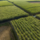 Aerial view of sugarcane plants growing at field - PhotoDune Item for Sale