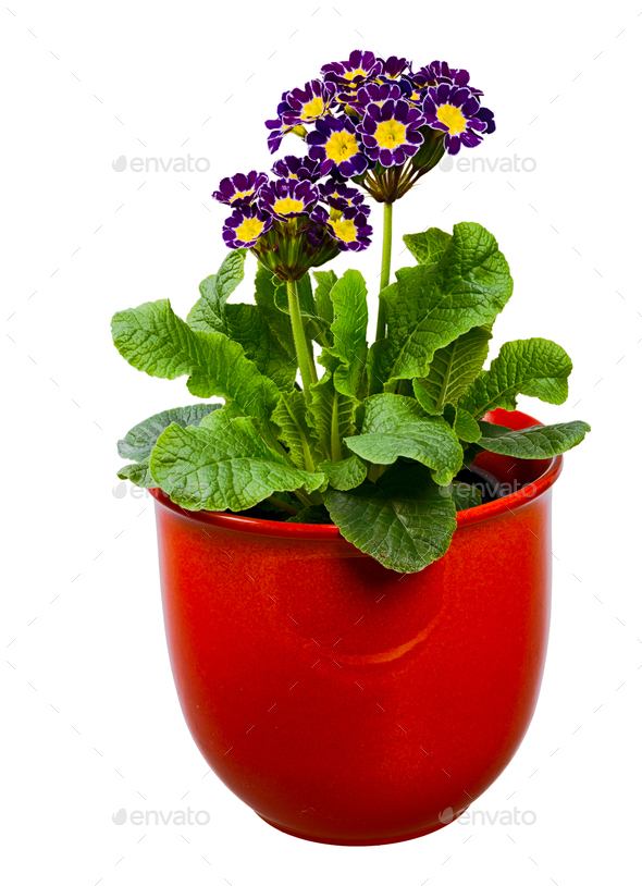Isolated purple primrose flower in a flowerpot - Stock Photo - Images