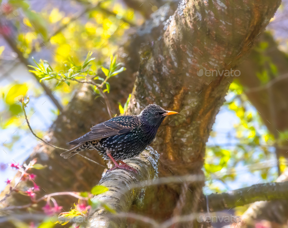 Starling bird on a tree - Stock Photo - Images