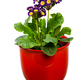 Isolated purple primrose flower in a flowerpot - PhotoDune Item for Sale