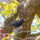 Starling bird on a tree - PhotoDune Item for Sale