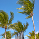 Basketball ring and backboard with coconut palm trees in background. - PhotoDune Item for Sale