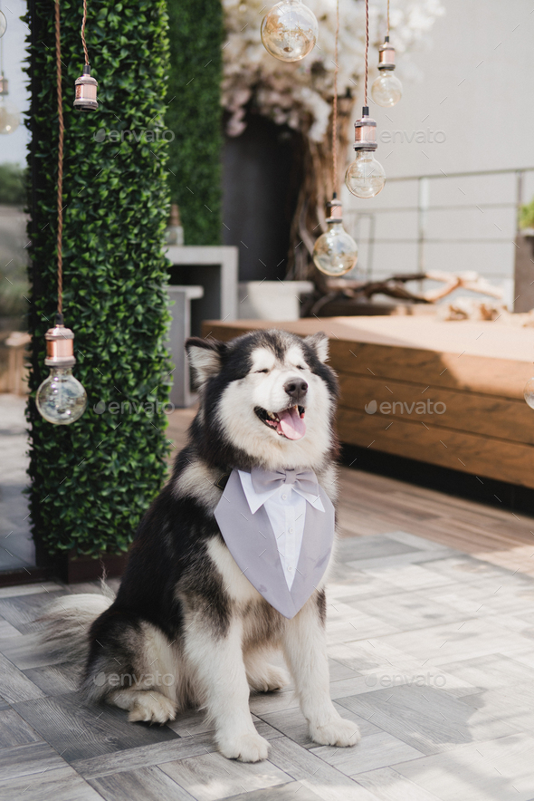 Funny and cute Alaskan malamute dog at wedding dinner having fun with  guests asking for food. Stock Photo by annagorbenko
