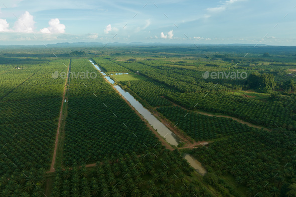 A bird\'s-eye view of a sunset movie scene in deep red skies over a spectacular palm oil plantation f