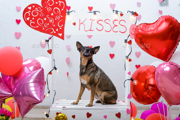 Pet portrait on a kissing booth. Studio portrait of dog with balloons and hearts.