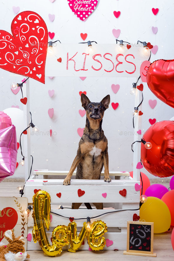 Pet portrait on a kissing booth. Studio portrait of dog with balloons and hearts.