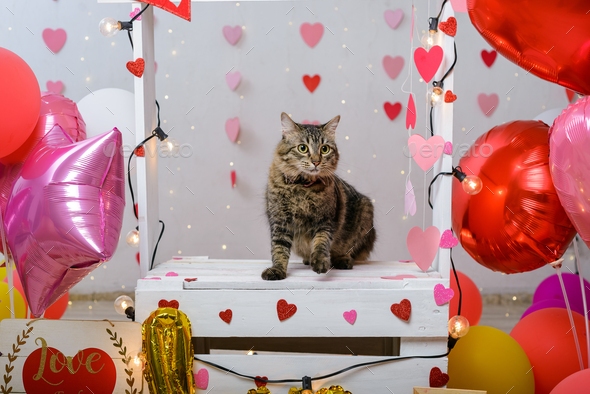 Pet portrait on a kissing booth. Studio portrait of cat with balloons and hearts.