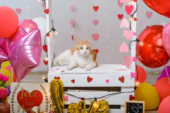 Pet portrait on a kissing booth. Studio portrait of cat with balloons and hearts.