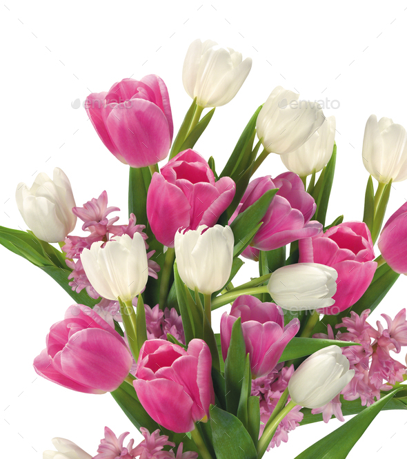 pink and white Tulips on white - Stock Photo - Images