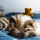 Sleeping fluffy gray cat - PhotoDune Item for Sale