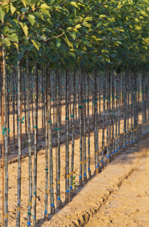 A tree nursery, rows of young sapling trees being grown - Stock Photo - Images
