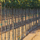 A tree nursery, rows of young sapling trees being grown - PhotoDune Item for Sale