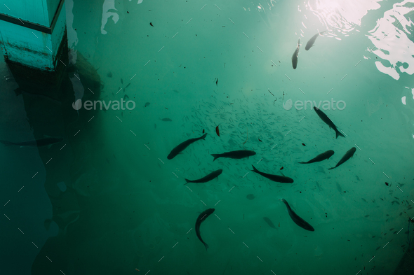 Underwater Seascape In The Mediterranean Sea, A School Of Fish